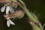 Common catchfly